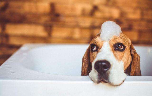 狗狗洗澡也会有危险