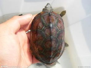 这是什么龟 