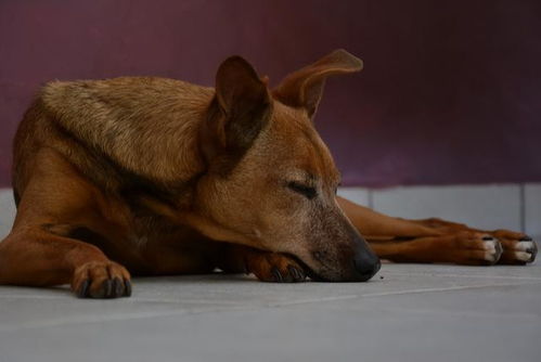 河北男孩收养中华田园犬,1年后意外走丢,7年后田园犬帮其顺利回家