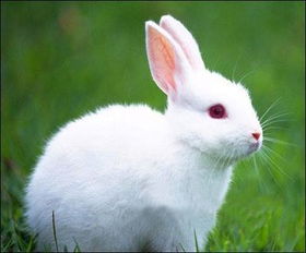 请问兔子的尾巴像什么