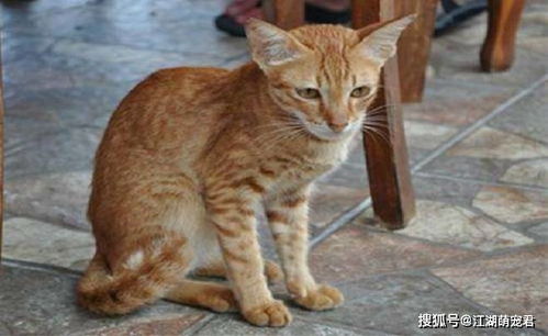 各位铲屎官,如果你家里的猫咪有这6个特征,说明寿命不长了