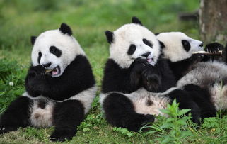 向世界上第一只白化大熊猫问好,白化其实是一种遗传病 