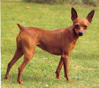 耳朵尖尖 尾巴短 腿细长的狗叫什么名字 