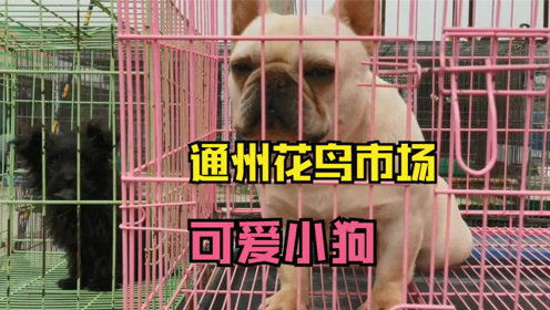 北京通州大运河花鸟市场 改建后变化很大 花鸟挺多 还有卖小狗
