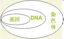 dna是什么？DNA是什么构成的