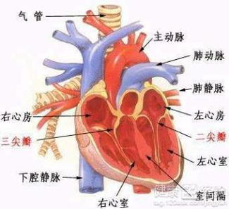 内脏损伤常见部位有哪些