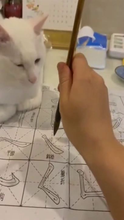 主人写毛笔字,猫咪看见了之后瞬间翻脸 