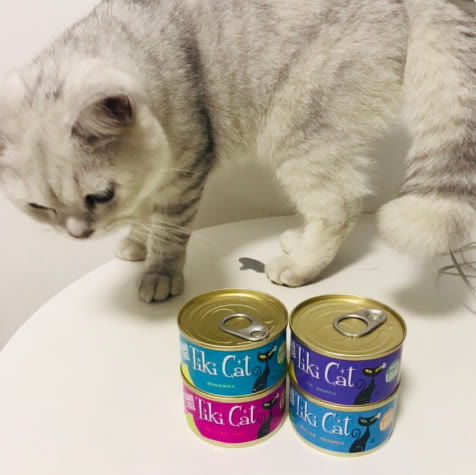 新手养猫指南,猫罐头的选择和猫粮一样重要