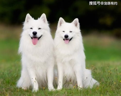 这三种高颜值狗,有很多相似之处,在你心中最喜欢哪种