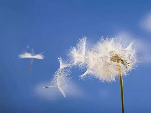 盘点十二星座的诞生花 幸运花和守护花,对号入座瞧瞧 