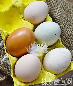 人造鸡蛋和真假土鸡蛋辨别攻略 