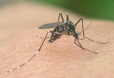 蚊子通常偏爱五种人 想尽办法跟他们在一起吧