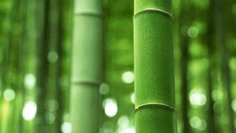 步步登高竹子养几根好？