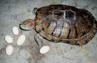 1元一个乌龟蛋 真假 像小型鸡蛋,纯白色,若是鸟蛋埋沙子里会怎样 无照片 360问答 