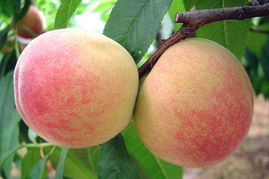 水蜜桃的季节是几月份 中国三大水蜜桃之乡