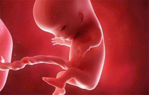 怀孕两个月胎儿有多大图片？怀孕两个月时的胎儿是什么样的