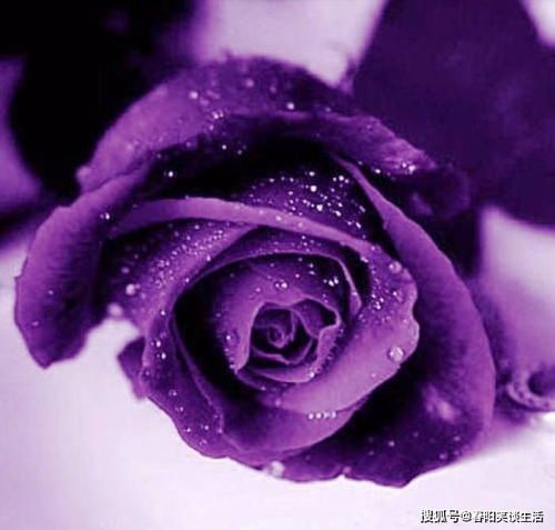 紫玫瑰微信头像