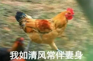 搞笑 西藏小伙伴 鸡年就是要用鸡年表情包,拿走不谢 