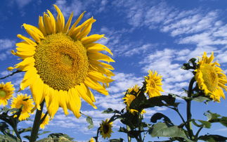 植物花摄影 高清晰向日葵 