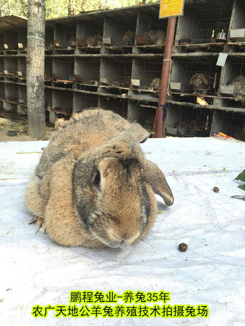 株洲养兔送饲料种兔农广天地拍摄种兔场,肉兔 