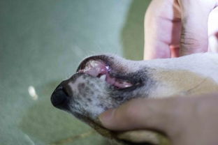 狗狗牙龈肿起怎么治疗 