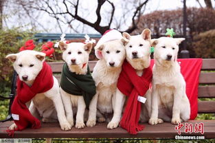 朴槿惠被批遗弃宠物狗 违反 动物保护法 