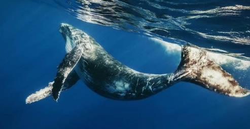 为什么鲸鱼死后不能靠近 3D动画模拟全过程,真相一目了然