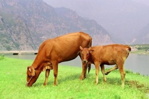 十牛九苦 揭秘61年生肖牛的毕生寿命,过了55岁后什么命