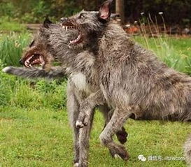 爱尔兰猎狼犬,爱尔兰猎狼犬多少钱一只