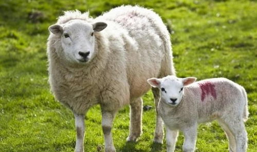 属羊人的晚年宿命 特别是67年53岁的,人到老了指望谁