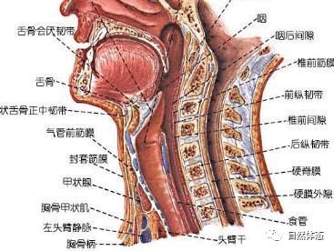 肩颈疼痛是怎么回事