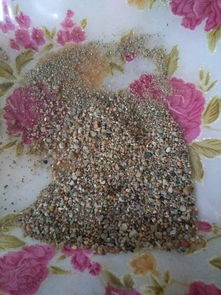 生石花可以用沙子种吗？