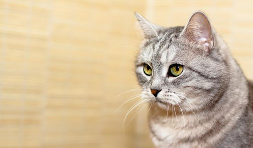 猫护食并非因为馋,与猫天生的性格有关,3种猫频繁护食