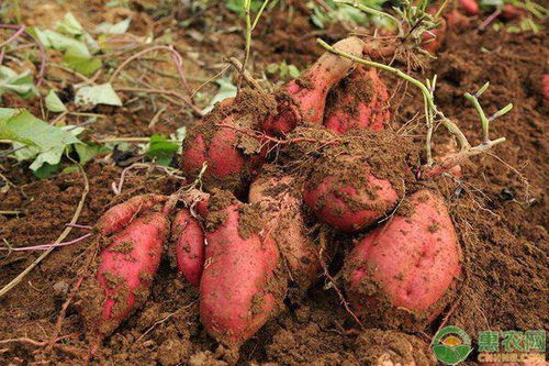 红薯的虫害有哪些 应该如何防治