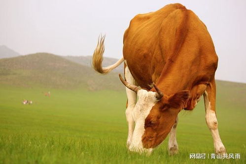 85的牛2023年运势如何,生肖为牛的人在2023年运势