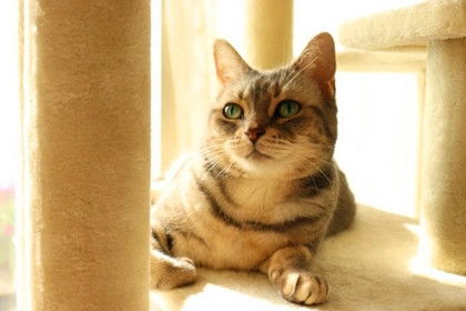 家中猫咪最喜欢的4个 舒适 地方 了解更懂喵 呦 软绵绵 