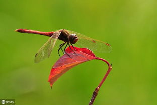 关于赞美蜻蜓的诗句