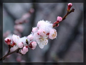 桃花雪的桃花雪图书 