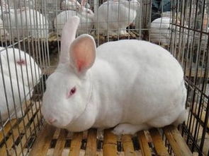 渭南肉兔种兔多少钱一只