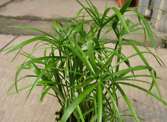 水竹的养殖方法斜切口？