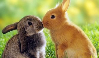 兔子可以吃红薯吗 