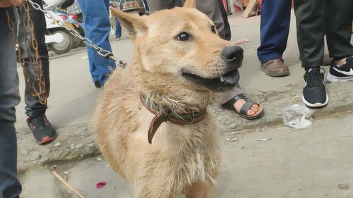 这条土猎狗的毛是我见过最好的,广西顶级的中华田园犬 