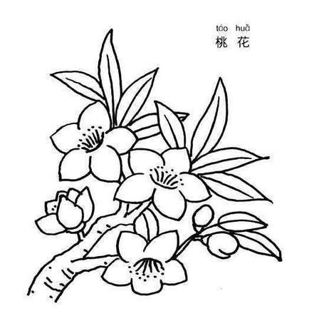 幼儿园植物简笔画 美丽的桃花