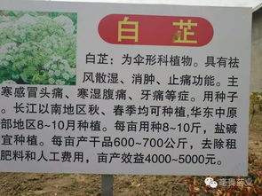 公司基地育苗种植品种推荐介绍 