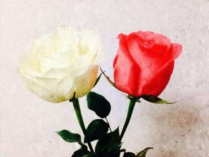 红玫瑰与白玫瑰