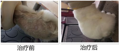 猫马拉色菌感染,养猫必读