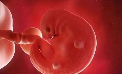 孕囊 孕囊大小与胎儿大小