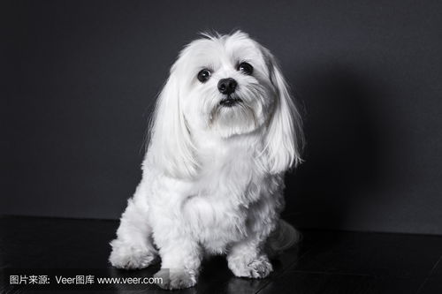 马耳他犬Maltese Dog photo 