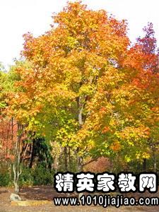 关于秋天描写枫叶的诗句大全