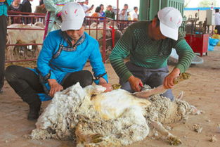 细毛羊一年剪几次毛,羊一般什么时候进行剪毛